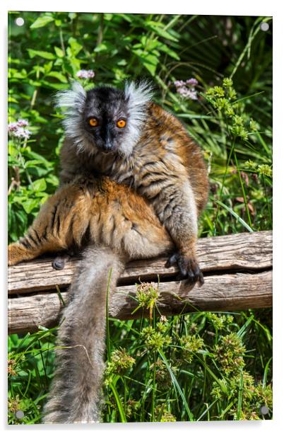 Black Lemur from Madagascar Acrylic by Arterra 