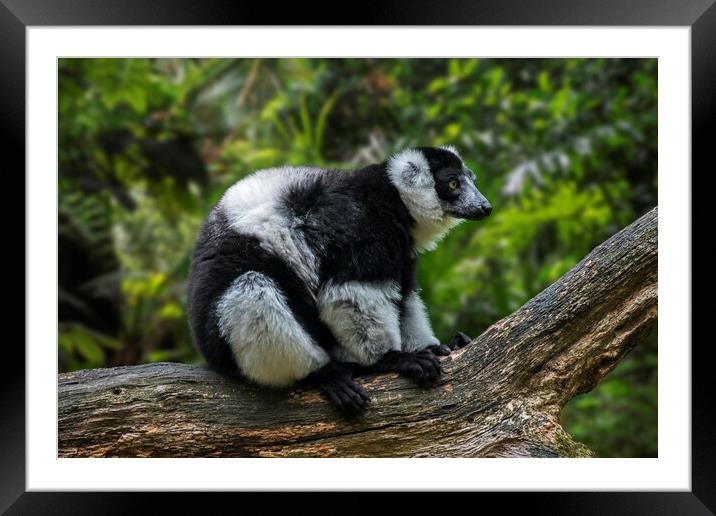 Black-and-White Ruffed Lemur Framed Mounted Print by Arterra 