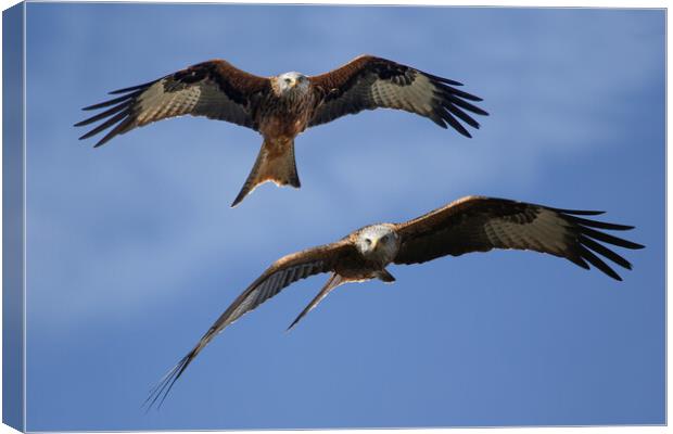 Red Kites Soaring Canvas Print by Oxon Images
