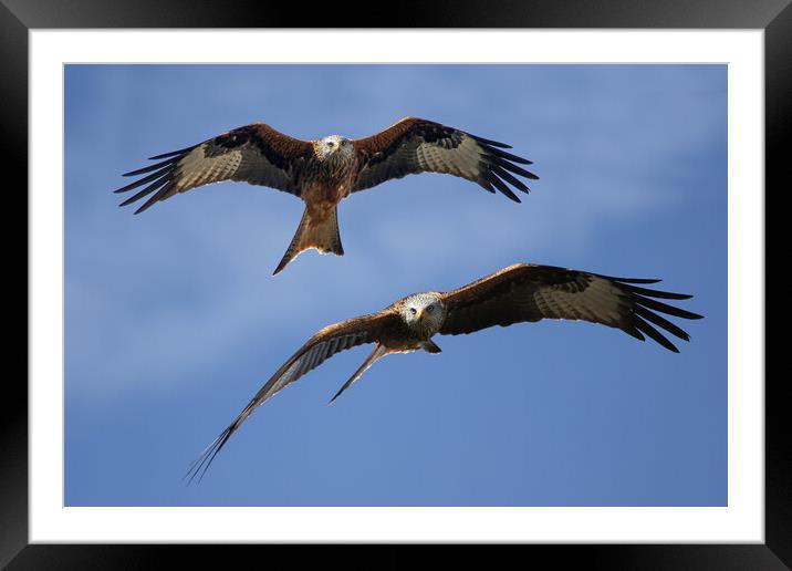 Red Kites Soaring Framed Mounted Print by Oxon Images