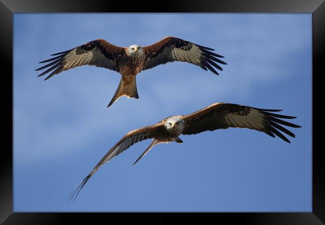 Red Kites Soaring Framed Print by Oxon Images