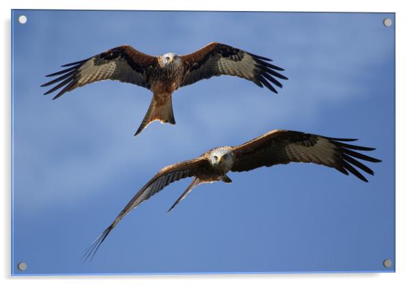 Red Kites Soaring Acrylic by Oxon Images