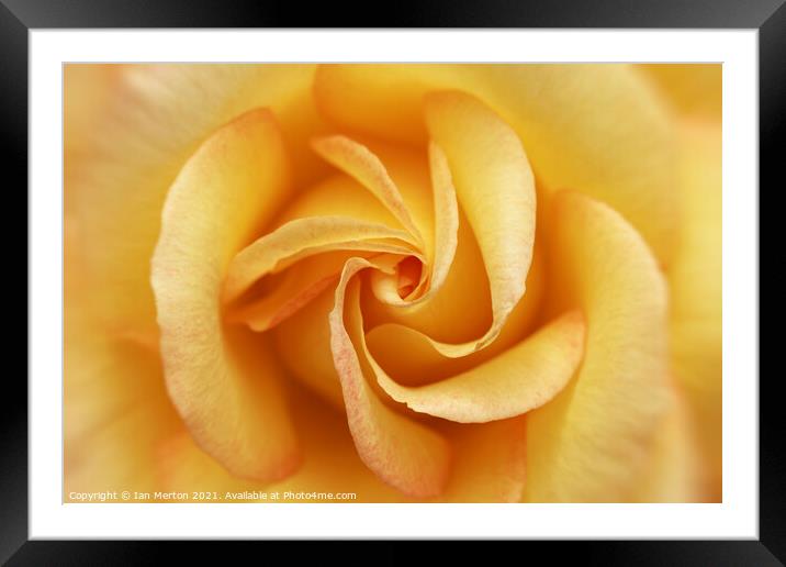 Yellow Rose Framed Mounted Print by Ian Merton