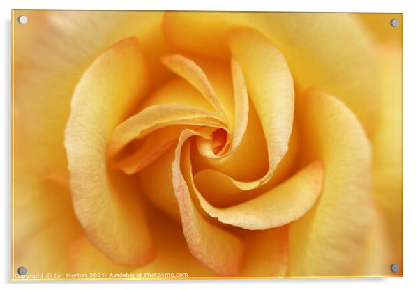 Yellow Rose Acrylic by Ian Merton