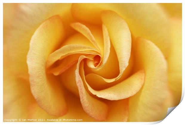 Yellow Rose Print by Ian Merton