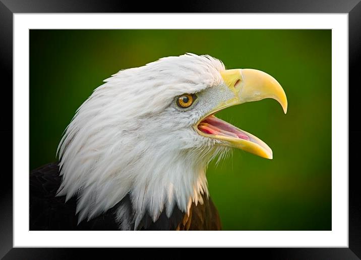 Screaming Eagle Framed Mounted Print by Jim Hughes