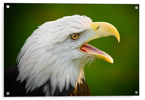 Screaming Eagle Acrylic by Jim Hughes