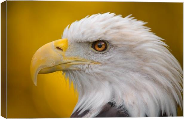 North American Bald Eagle in profile Canvas Print by Jim Hughes