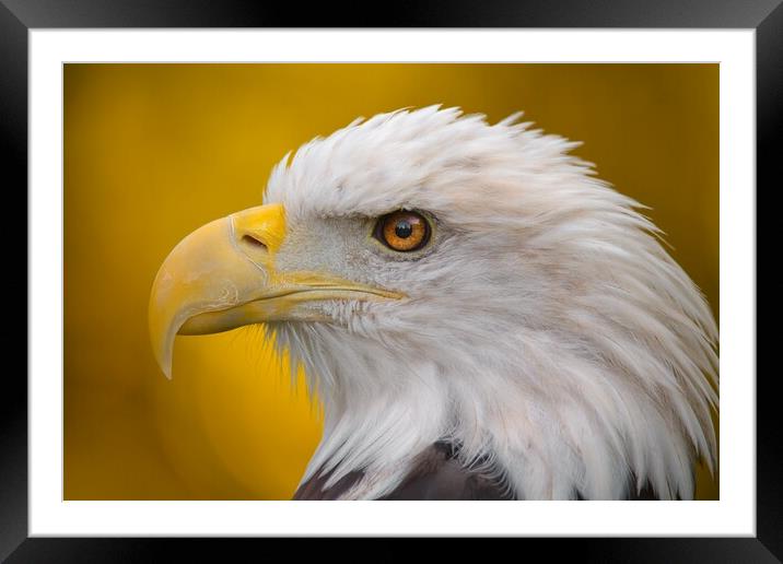 North American Bald Eagle in profile Framed Mounted Print by Jim Hughes