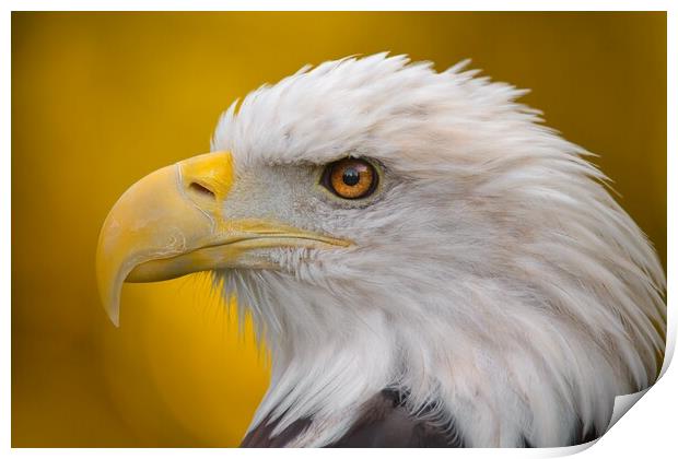 North American Bald Eagle in profile Print by Jim Hughes