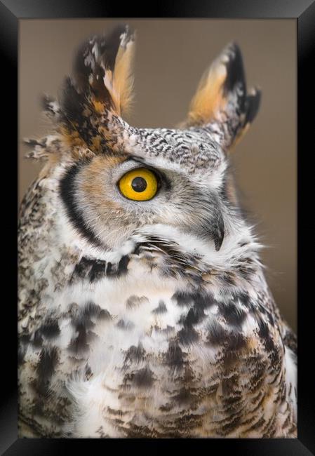 Great Horned Owl Framed Print by Jim Hughes