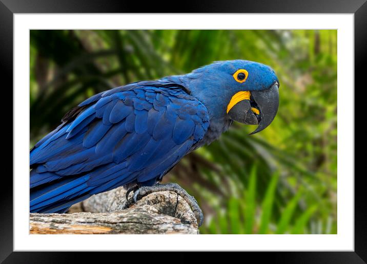 Hyacinth Macaw Framed Mounted Print by Arterra 