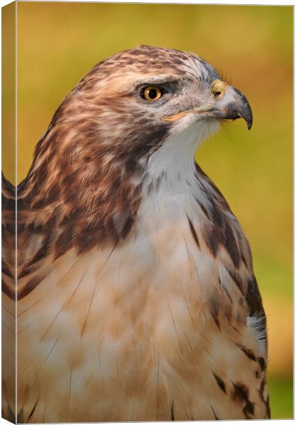 Red-tailed Hawk Canvas Print by Jim Hughes