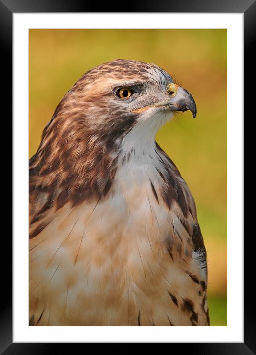 Red-tailed Hawk Framed Mounted Print by Jim Hughes