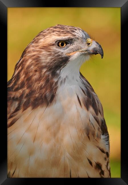 Red-tailed Hawk Framed Print by Jim Hughes