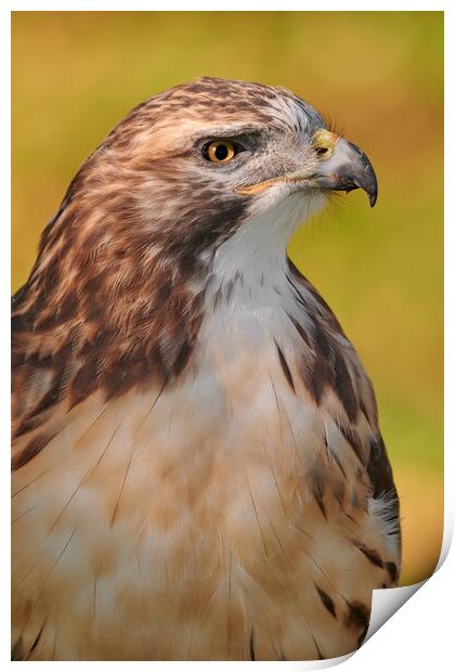 Red-tailed Hawk Print by Jim Hughes