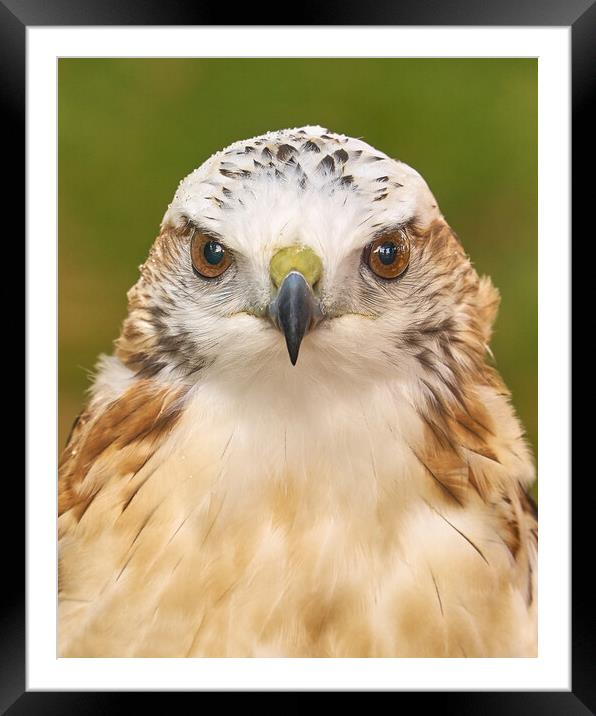 Hawk eyes Framed Mounted Print by Jim Hughes