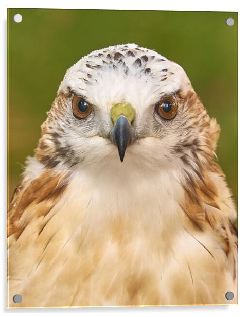 Hawk eyes Acrylic by Jim Hughes