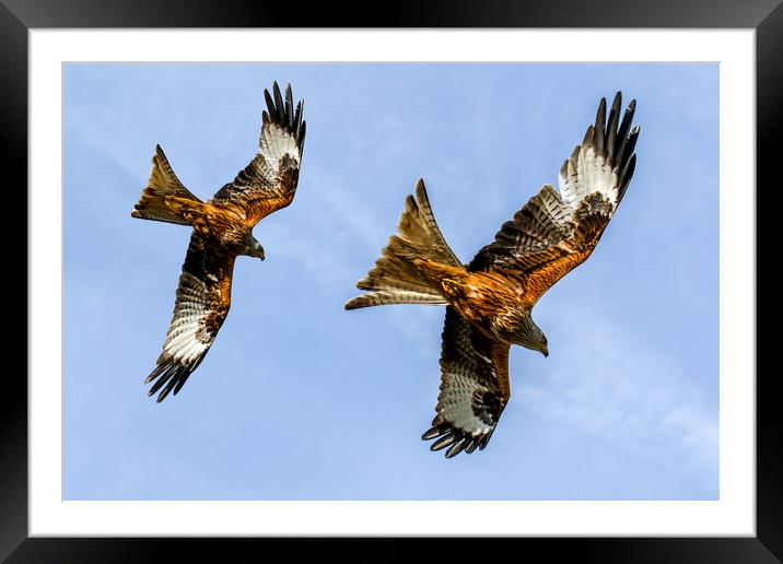Red Kites Swooping In Oxfordshire Framed Mounted Print by Oxon Images