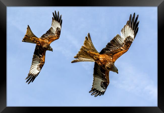 Red Kites Swooping In Oxfordshire Framed Print by Oxon Images