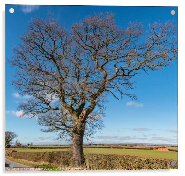Roadside Oak, Little Hutton Lane Acrylic by Richard Laidler