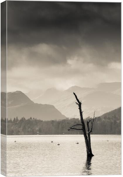 Skeletal Tree at Ullswater in the Lake District Canvas Print by Heidi Stewart