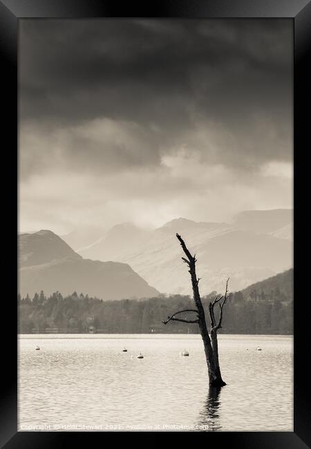 Skeletal Tree at Ullswater in the Lake District Framed Print by Heidi Stewart