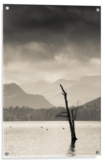 Skeletal Tree at Ullswater in the Lake District Acrylic by Heidi Stewart
