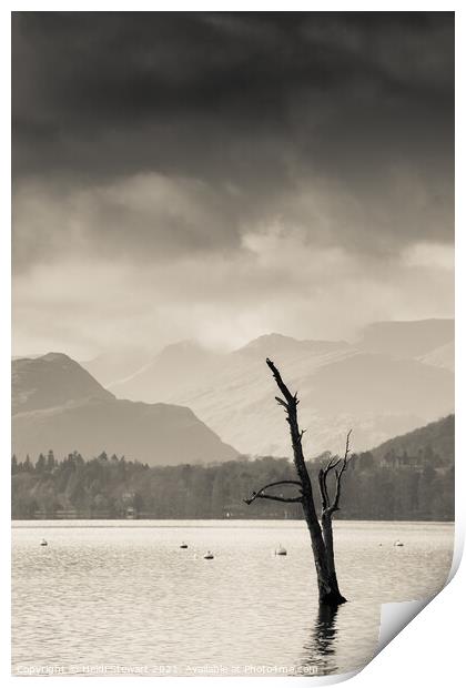 Skeletal Tree at Ullswater in the Lake District Print by Heidi Stewart