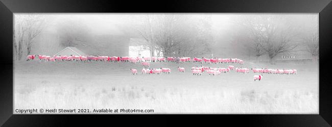 Pink Sheep in the Lake District Framed Print by Heidi Stewart