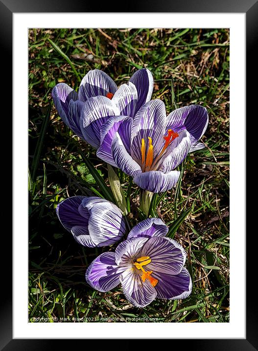 Striped Crocus. Framed Mounted Print by Mark Ward