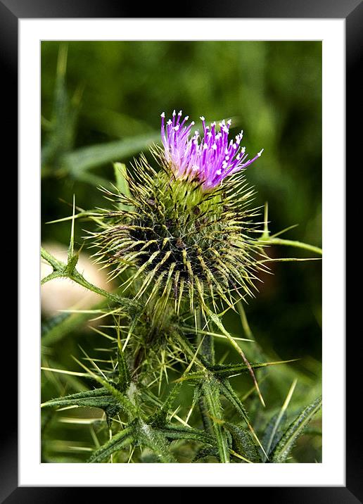 Thistle Framed Mounted Print by Matthew Bates