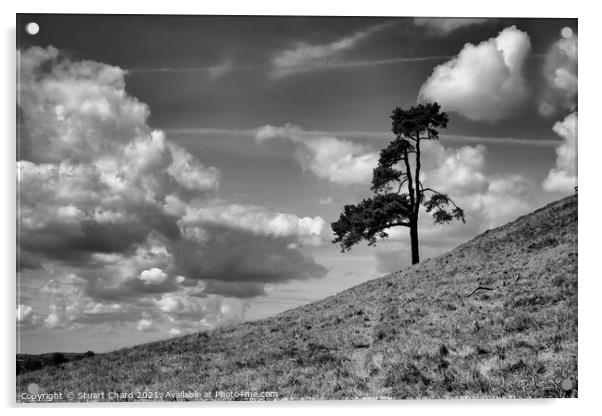 Lone tree on a hill Acrylic by Stuart Chard