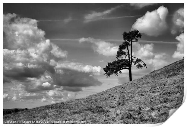 Lone tree on a hill Print by Stuart Chard