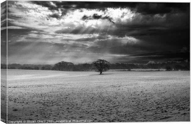 Lone tree in a field of snow Canvas Print by Stuart Chard