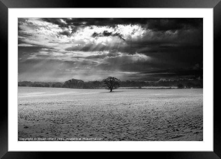 Lone tree in a field of snow Framed Mounted Print by Travel and Pixels 