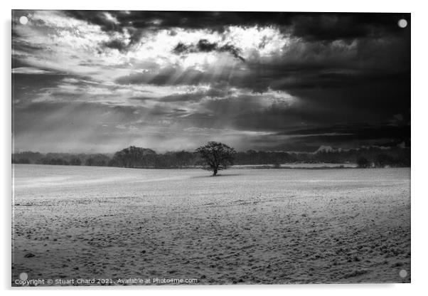 Lone tree in a field of snow Acrylic by Stuart Chard