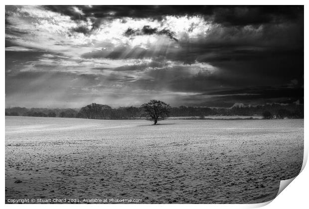 Lone tree in a field of snow Print by Stuart Chard