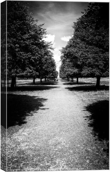 Tree lined pathway Canvas Print by Stuart Chard