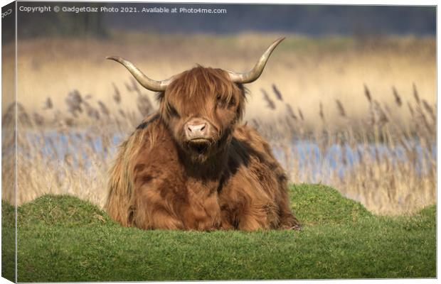 Highland Cattle Canvas Print by GadgetGaz Photo