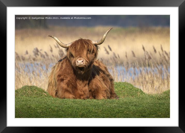 Highland Cattle Framed Mounted Print by GadgetGaz Photo