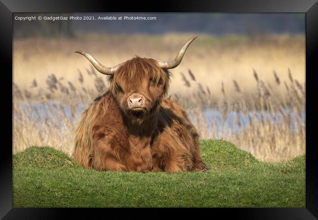 Highland Cattle Framed Print by GadgetGaz Photo