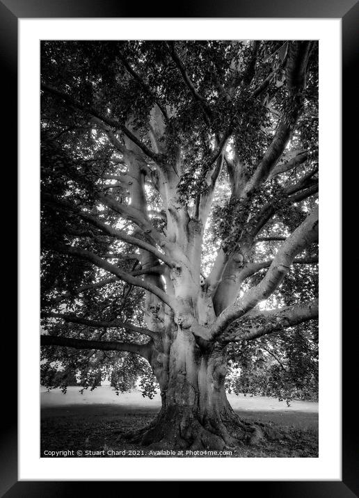 Old english tree - monochrome Framed Mounted Print by Travel and Pixels 