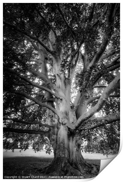 Old english tree - monochrome Print by Stuart Chard