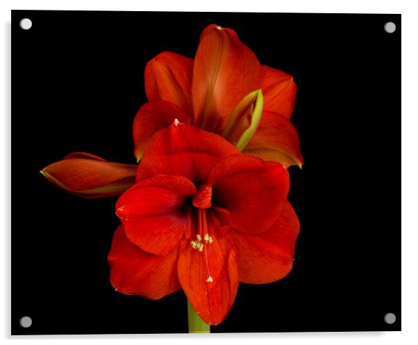 Amaryllis Flower Acrylic by Pete Hemington