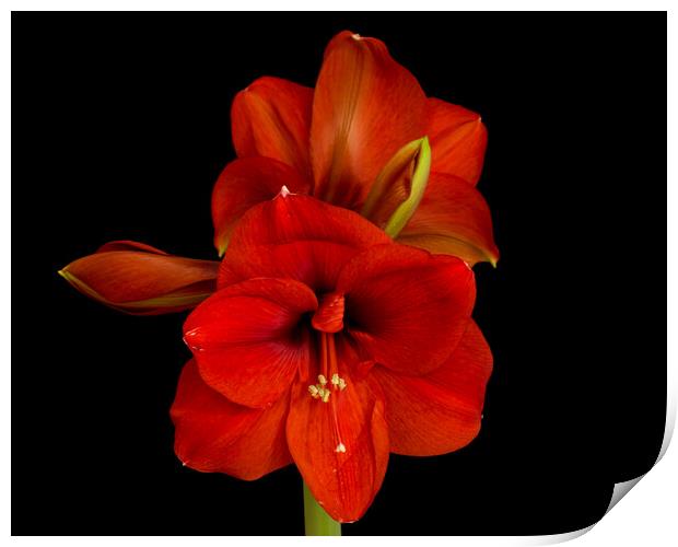 Amaryllis Flower Print by Pete Hemington