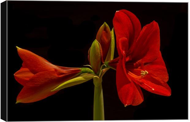 Amaryllis Flower Canvas Print by Pete Hemington