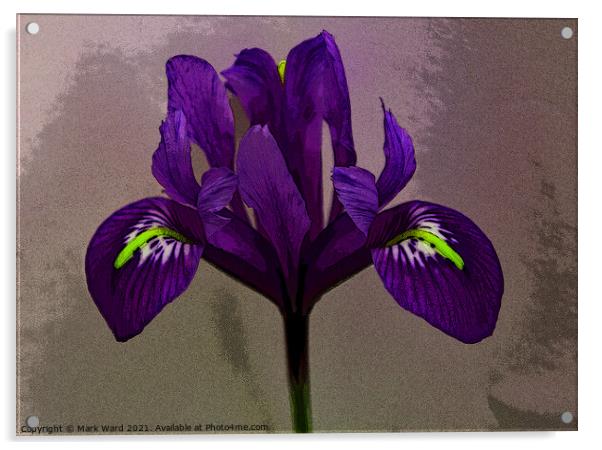 An Iris for your Eye. Acrylic by Mark Ward