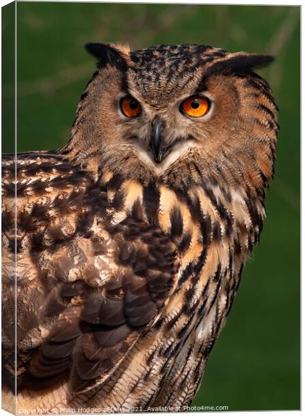 European Eagle Owl Canvas Print by Philip Hodges aFIAP ,