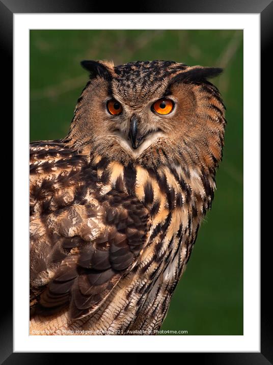 European Eagle Owl Framed Mounted Print by Philip Hodges aFIAP ,